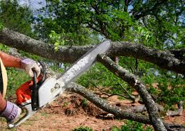 How Our Tree Care Process Works  in  Chena Ridge, AK